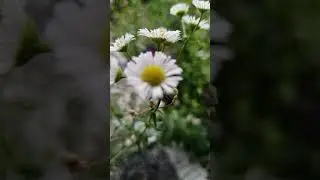 ✨ Naturens blomstrende skj&oslash;nnhet &ndash; En oase av ro og glede ✨