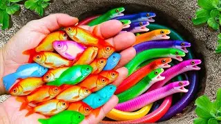 Surprised Catch Ornamental Fish In Small Pond, Three Tail Fish, Betta Fish, Guppy, Frog, Turtle, Koi
