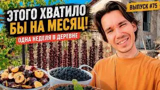 Жизнь в португальской деревне: старый дом, лесная ежевика и чурчхелла | Дом в Португалии. Выпуск 75
