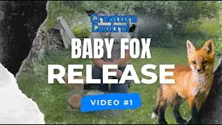 Video #1 Baby Fox Release