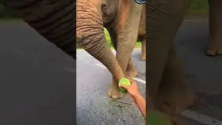 amazing elephant viral video 🤣 #funny #funnyvideo
