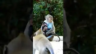 Monkey Grab In Cambodia Good All Monkeys In Khmer #009