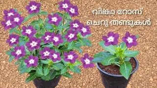 ഒരു തണ്ടുപോലും ഉണങ്ങി പോകാതെ ഈ വിദ്യ# Kerala garden ideas for home Malayalam 