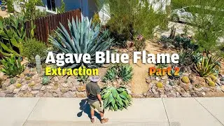 After removing the Agave Blue Flame, it's time to replace it with a Golden Barrel Cactus.