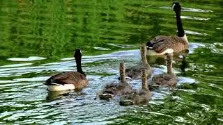 A Lovely Day in May, Photography with a Lumix FZ80 in Ann Arbor Michigan, a2photographic.com