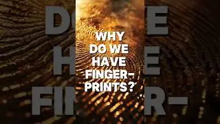 Why Do We Have Fingerprints? 🖐️🔍 (It's NOT for Grip!)