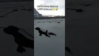 Hilarious Bouncing dog on Muizenberg Beach, Cape Town