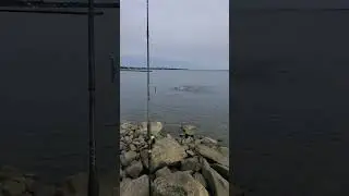 Striped Bass and Bluefish Blitz 2023 Rhode island