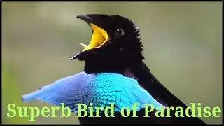Western Parrotia-Arfak Birding