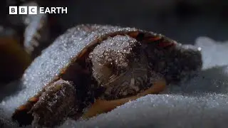 🔴 LIVE: These Turtles Defrost After Freezing in the Winter | BBC Earth