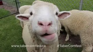 Cornfest 2019 60 second spot