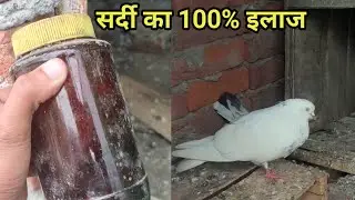 sust kabootar ka ilaj | kabutar ki sardi ka ilaj | kabutar ki sardi kaise theek karen 
