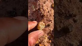 Finding Precious Agate Gemstone At The Mountain #gemstone #agate