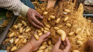Delicious Cooking Coconut Worms | Primitive Cooking Coconut Worms