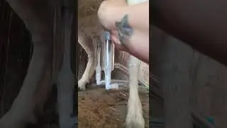 Capralite Goat Milker in Action!!