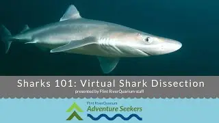 Adventure Seekers: Virtual Shark Dissection