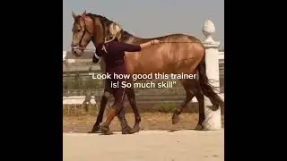,TW! #animalabuse #stopanimalabuse #horse