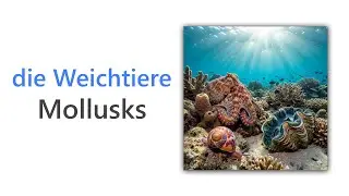 50 Mollusk Words in German | Wortschatz zum Thema Weichtiere | German Mollusk Vocabulary A1&ndash;A2