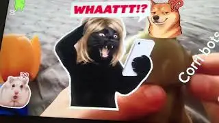 Reaccion&oacute; a corri y bots 