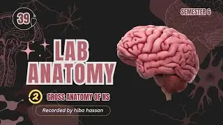 Lab 🥼 2  دكتوره غرام