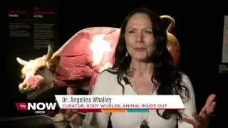 Body Worlds: Animals Inside Out opens Saturday