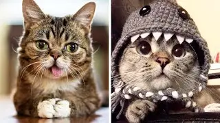 The Most Popular CATS Of INSTAGRAM 🐱