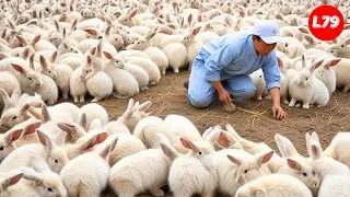 How Chinese Farmers Raise Millions Of Rabbits And Processing In Factory - Farming Documentary