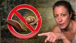 Como ELIMINAR LESMAS e CARAMUJOS das PLANTAS no JARDIM