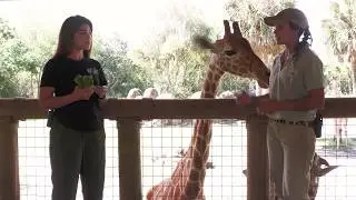 Giraffe Social Structure & Feeding Habits