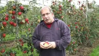 Schorfresistenter Apfel - Paradis Citta