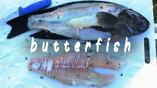 How To Fillet a Butterfish | Spearfishing For Butterfish | Wellington | NZ