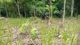 Spraying weed killer. Carrying Yellow  sprayer is elder brother and blue spayer is younger brother.