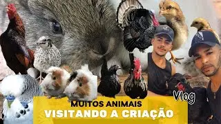 VISITANDO A CRIAÇÃO DOS ANIMAIS ADE / GALINHAS / MARRECOS / PERUS /PAVÕES / COELHOS