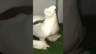wight hungry kabuter #whatsappstatus #pigeon #ytshorts @FactubeWorld