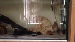 Geophagus Red horseface Breeding behaviour