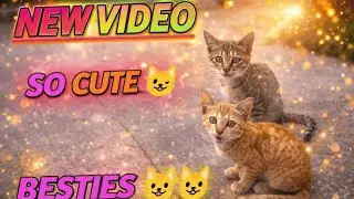Two Cute Cats Playing 😻🐾 | Cutest Moment Ever #cats #youtube #catsplaying #viral #cute #viralvideo 