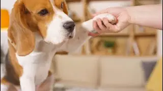 Of Mice and Monkeys: Animal Research in Psychology:  Trailer