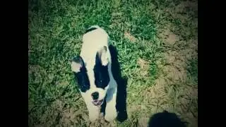 Lulu 4 Months Old