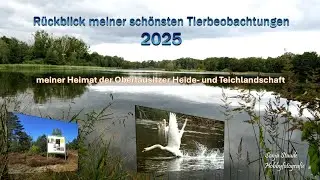 Rückblick 2025 - Meine schönsten Tierbeobachtungen in der Lausitz