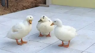 お庭を視察するモチの妖精。（コールダック）