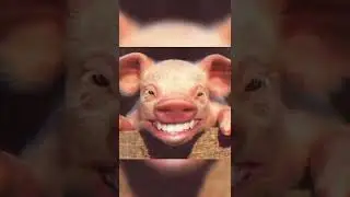 smile pig🐖🤣🤣