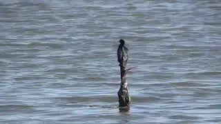 Cormoran pygm&eacute;e (Microcarbo pygmaeus) Pygmy Cormorant