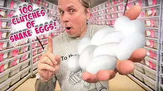 100 CLUTCHES OF BALL PYTHONS TODAY!! | BRIAN BARCZYK
