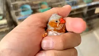 Orange breasted zebra finch the recessive orange genes finch birds bird breeding