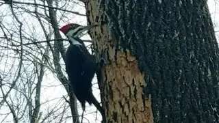 Up Close Huge Pileated  Woodpecker pecking a tree close up Tuxedo Park,  NY