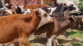 ابداء حياتك في الواحات البحريه الارض والسكن رخيص جدا والعيشة جميله والعجول دي تستحمل الأسيه