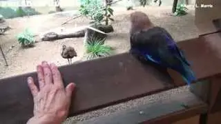 Philadelphia Zoo Blue Bellied Roller Perched on Fence