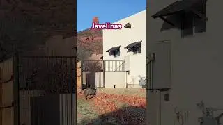 Javelinas ハベリナ#javelina #ハベリナ　#sedona #spiritual #いのしし #セドナ #スピリチュアル #アリゾナ #arizona