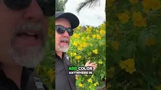🌼 Brighten Your Yard with Esperanza 🌼 The Esperanza (Yellow Bells) is a drought-tolerant beauty
