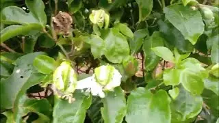 Nova florada do maracujá